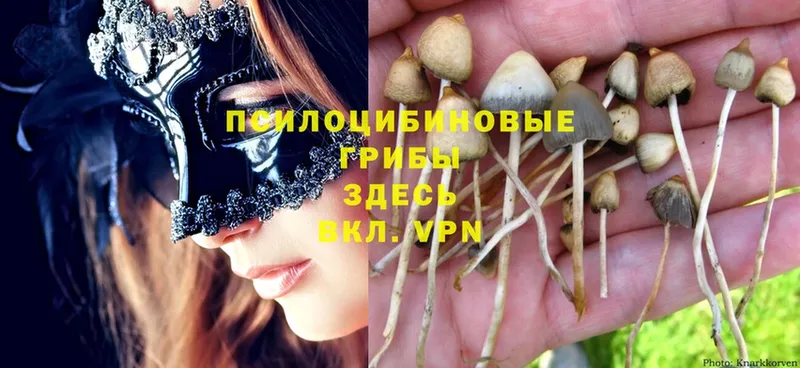 Галлюциногенные грибы Magic Shrooms  цены   Короча 